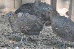 Cracid Breeding and Conservation Centre (CBCC)