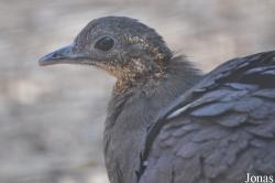 Cracid Breeding and Conservation Centre (CBCC)