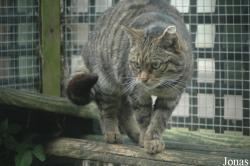 Wingham Wildlife Park
