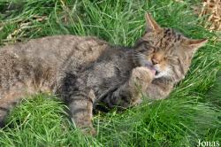 Felis silvestris grampia
