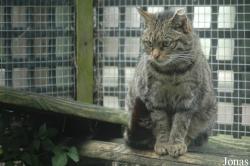 Wingham Wildlife Park