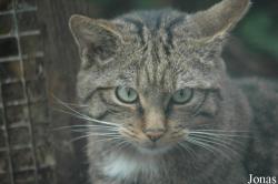 Wingham Wildlife Park