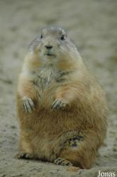 Wingham Wildlife Park