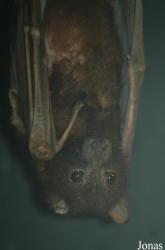Wingham Wildlife Park