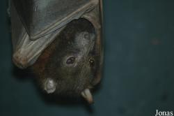 Pteropus scapulatus