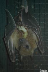 Wingham Wildlife Park