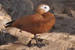 Tadorna ferruginea