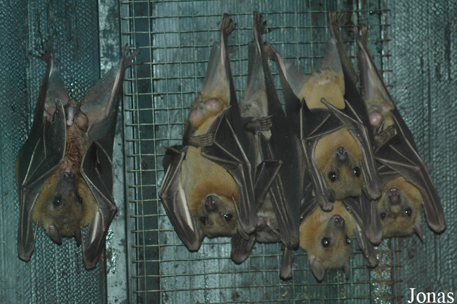Wingham Wildlife Park