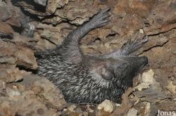Setifer setosus