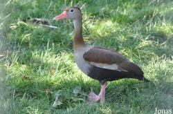 Vogelpark Neuthard