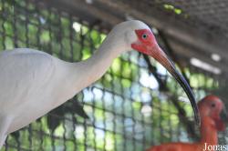 Tier- und Vogelpark Forst