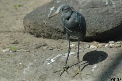 Vogelpark Viernheim