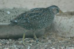 Vogelpark Viernheim