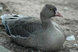 Vogelpark Viernheim