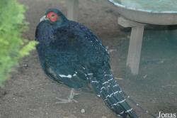 Vogelpark Viernheim
