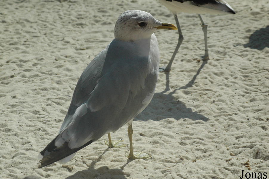 Zoo Heidelberg