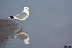 Larus canus