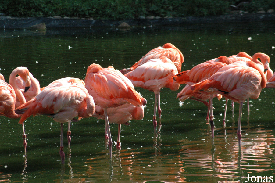 Zoo Heidelberg