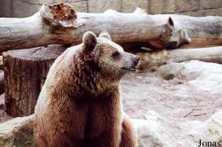 Ursus arctos