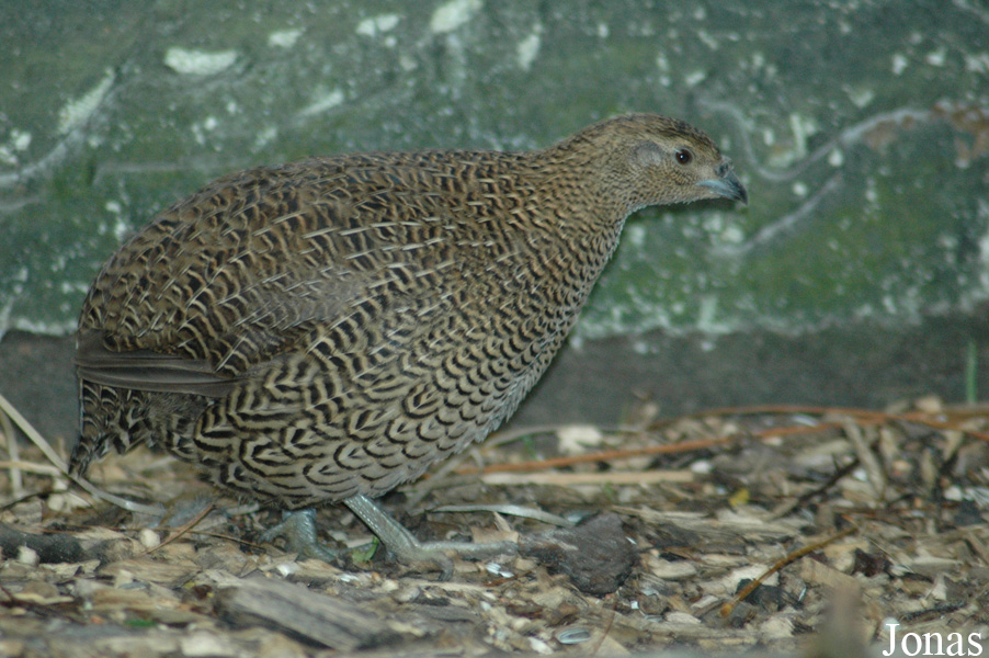 Zoo Landau in der Pfalz