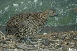 Zoo Landau in der Pfalz