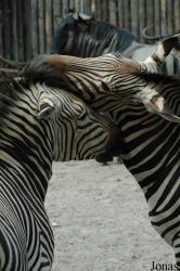 Zoo Landau in der Pfalz