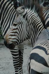 Zoo Landau in der Pfalz