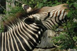 Zoo Landau in der Pfalz