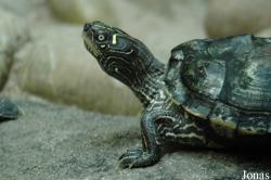 Graptemys sp.