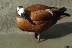 Zoo Landau in der Pfalz
