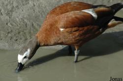 Zoo Landau in der Pfalz