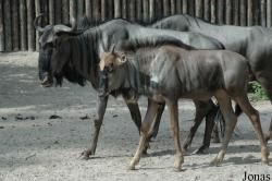 Zoo Landau in der Pfalz