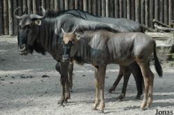 Zoo Landau in der Pfalz