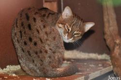 Rare Species Conservation Centre