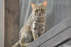 Rare Species Conservation Centre