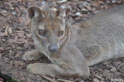 Rare Species Conservation Centre