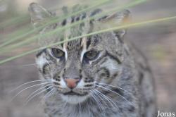 Rare Species Conservation Centre