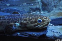 Gaidropsarus vulgaris
