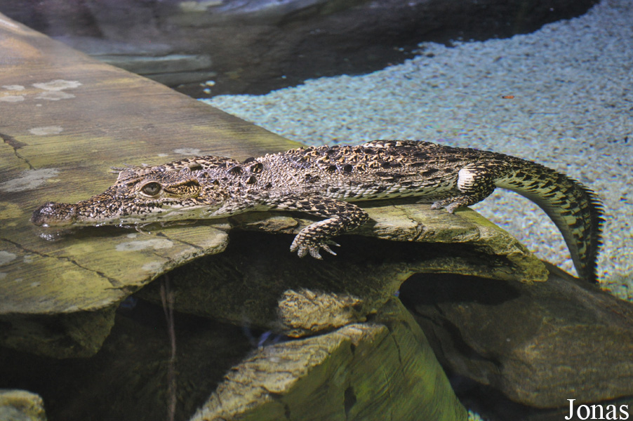London Sea Life Aquarium