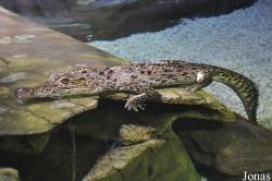 London Sea Life Aquarium