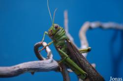 Orthoptera