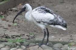 Vogelpark Biebesheim