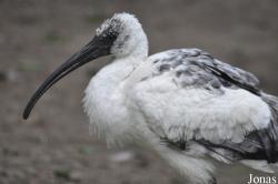 Vogelpark Biebesheim