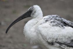 Vogelpark Biebesheim