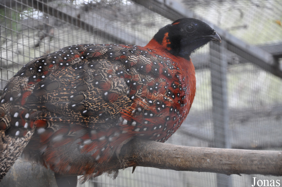 Vogelpark Biebesheim