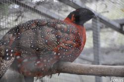 Vogelpark Biebesheim