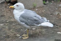 Vogelpark Biebesheim