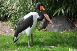 Tierpark Hagenbeck