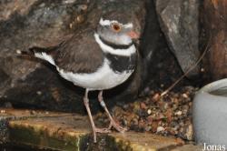 Tierpark Hagenbeck