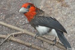 Pogonornis melanopterus